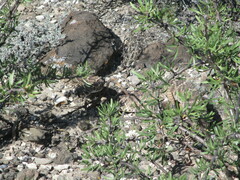 Crotalus atrox