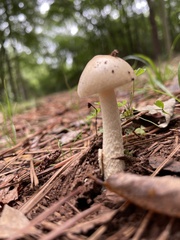 Amanita rhacopus