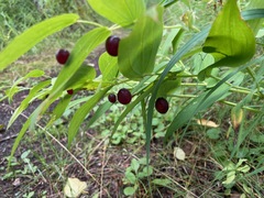 Streptopus amplexifolius