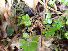Acaena anserinifolia