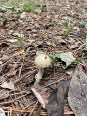 Amanita rhacopus