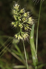 Cynosurus obliquatus