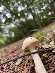 Amanita rhacopus