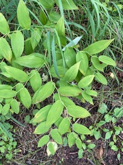 Streptopus amplexifolius