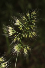 Cynosurus obliquatus