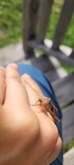Phlogophora