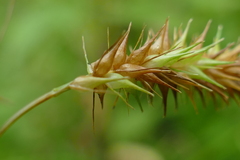 Carex schweinitzii