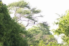 Buteogallus urubitinga