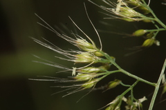 Cynosurus obliquatus