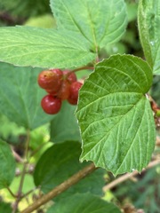 Viburnum edule