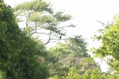 Buteogallus urubitinga