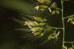 Cynosurus obliquatus