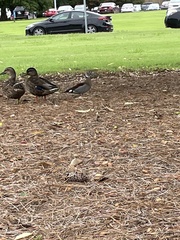 Callonetta leucophrys