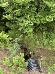 Betula alleghaniensis
