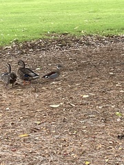 Callonetta leucophrys