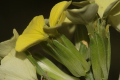 Erysimum grandiflorum