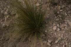 Plantae