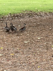 Callonetta leucophrys