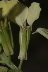 Erysimum grandiflorum