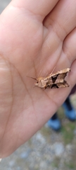 Phlogophora
