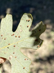 Neuroterus saltatorius