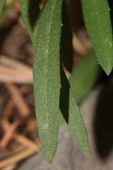 Erysimum grandiflorum