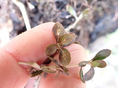 Coprosma