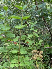 Viburnum edule