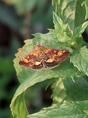 Pyrausta orphisalis
