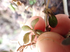 Coprosma