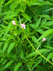 Persicaria sagittata