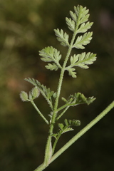 Torilis africana