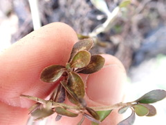 Coprosma