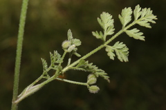 Torilis africana