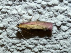 Oncocera semirubella