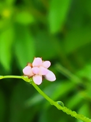 Persicaria sagittata