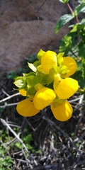 Calceolaria