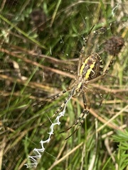 Argiope bruennichi