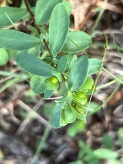 Hypericum stragulum