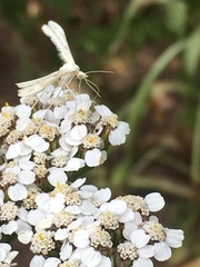 Gillmeria pallidactyla