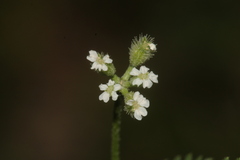 Torilis africana