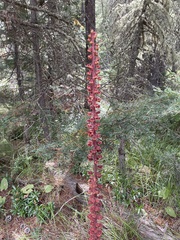 Pterospora andromedea