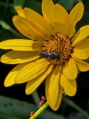 Insecta