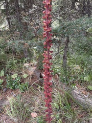 Pterospora andromedea