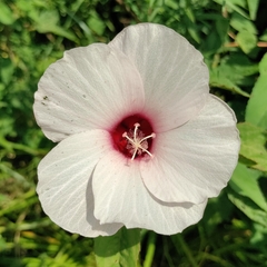 Hibiscus laevis