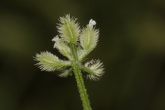 Torilis africana