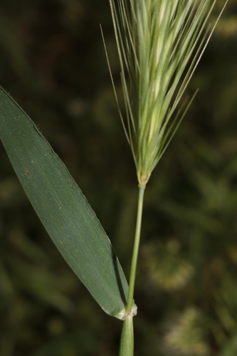 Hordeum murinum subsp. murinum image