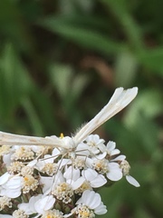 Gillmeria pallidactyla
