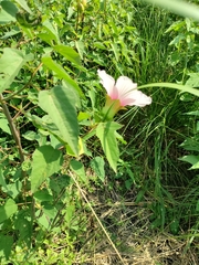 Hibiscus laevis