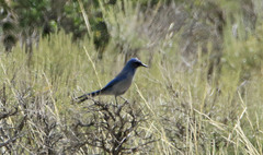 Aphelocoma woodhouseii